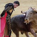 Bullfight show - tickets on-line image