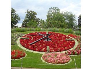 Flower clock (L'horloge fleurie) image