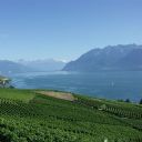 Lavaux wine region image