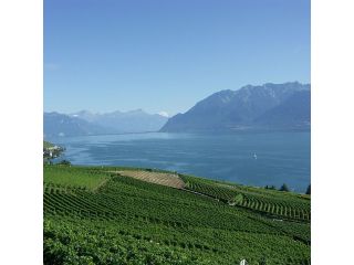 Lavaux wine region image
