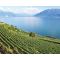 Lavaux wine region image
