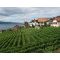 Lavaux wine region image