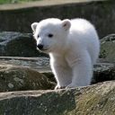 ZOO Berlin image