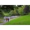 Phoenix park image