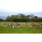 Phoenix park image