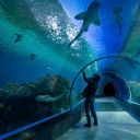 The Blue Planet Aquarium image