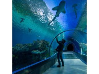 The Blue Planet Aquarium image