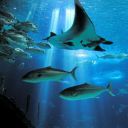 Oceanarium image