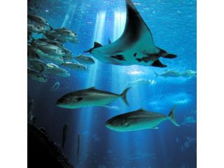 Oceanarium image