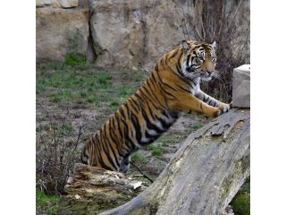 ZOO Garden image