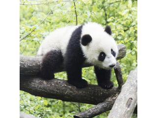 Tiergarten Schönbrunn - ZOO Vienna image