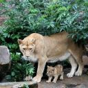 Artis Royal ZOO garden image