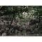 Old Jewish Cemetery image
