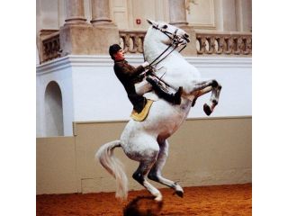 Spanish Riding School image