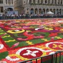 Flower Carpet image