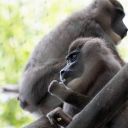 Hellabrunn Der Münchner Tierpark - ZOO image