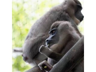 Hellabrunn Der Münchner Tierpark - ZOO image