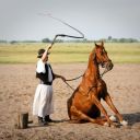 Hungarian Puszta ranch - a horse show image