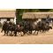 Hungarian Puszta ranch - a horse show image