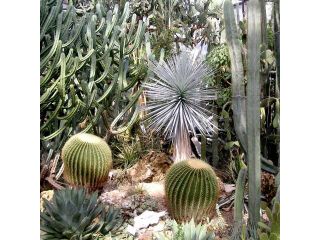 Palmengarten image